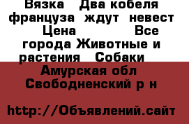  Вязка ! Два кобеля француза ,ждут  невест.. › Цена ­ 11 000 - Все города Животные и растения » Собаки   . Амурская обл.,Свободненский р-н